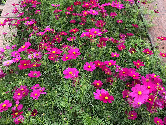 海口批发仿真花-商业区植物摆设租赁